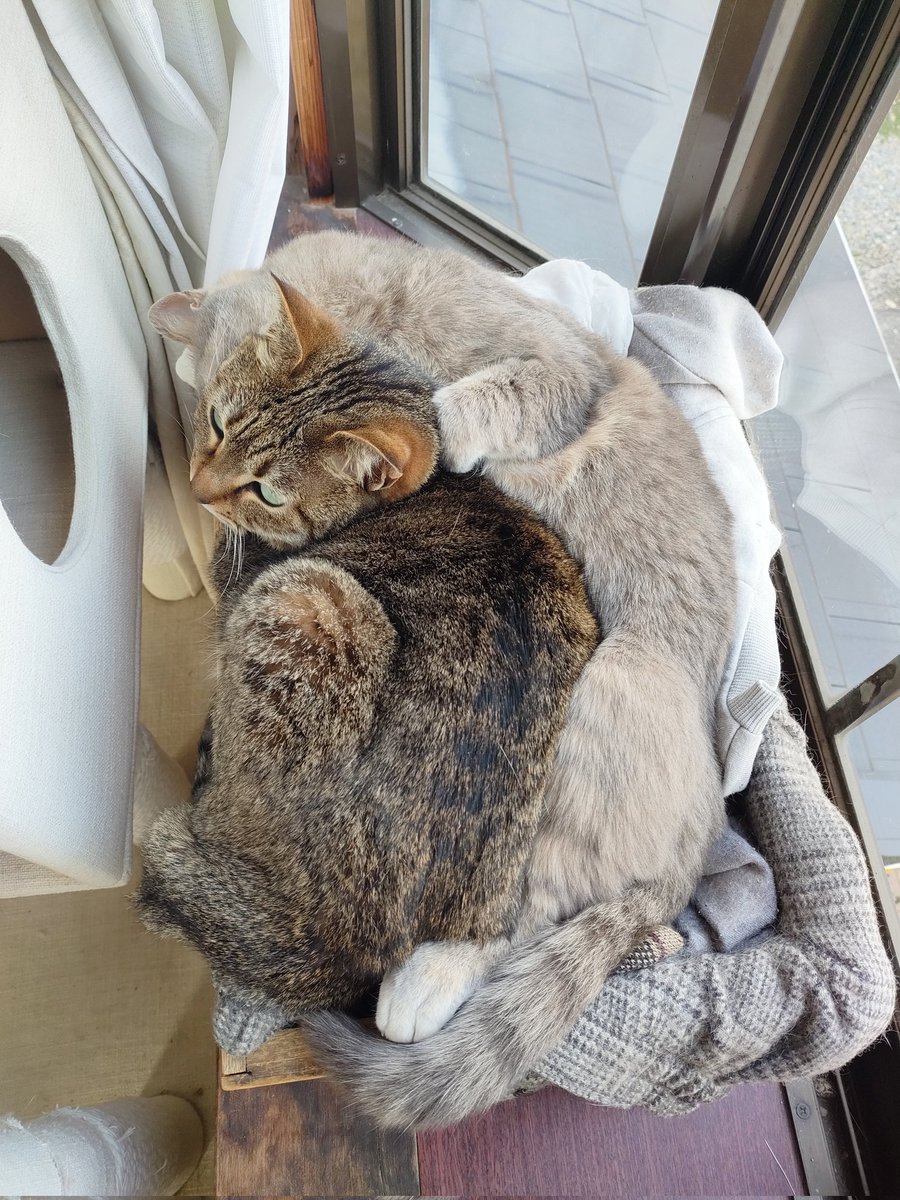 needlework tweet media