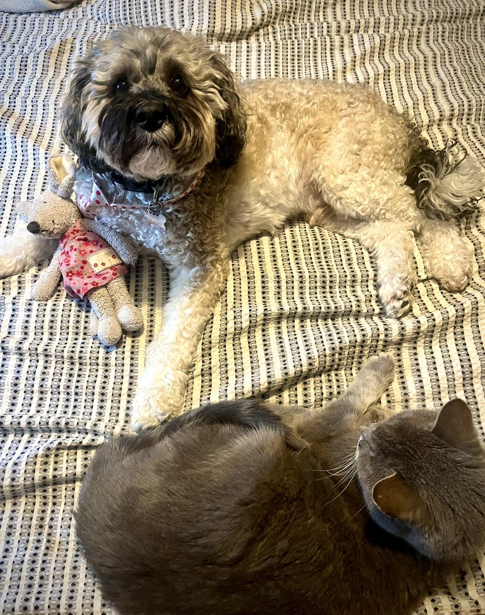 Malcolm & Baby Dog tweet media