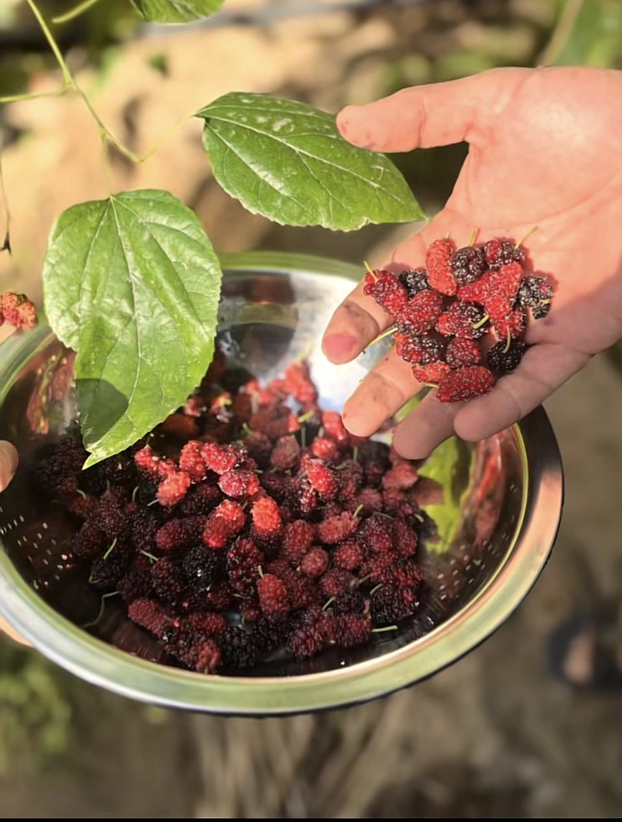 Waleed ּ☕️🇸🇦⛺️🐫 tweet media