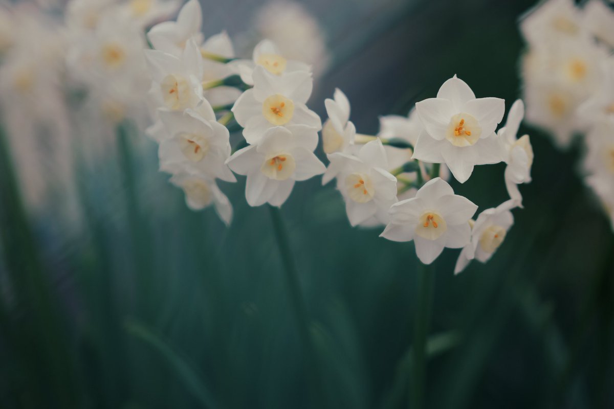 スイセン

Camera : Panasonic LUMIX S9
Lens : SIGMA 90mm F2.8 DG DN