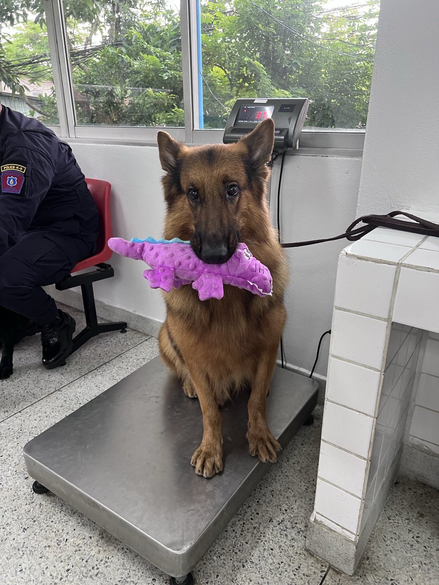 𝙀𝘼𝙉𝙄𝙈𝙊𝙅🐶ขอให้เจโน่มีคนรักเยอะๆ💚 tweet media