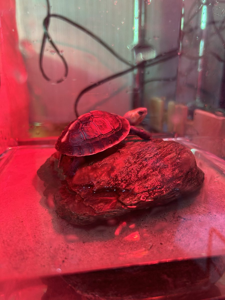 LikeTortoise's tweet photo. ナゴレプで初のチュウゴクセマルハコガメをMQさんからお迎えしました！昔から憧れていたカメです！沖縄の野生のセマルも見てみたい😎
#セマルハコガメ
#ハコガメ https://t.co/LZMvtqufvy