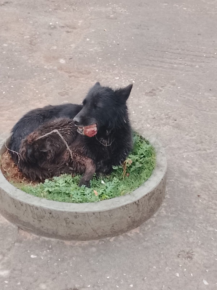 Strays Home - Animal Rescue Foundation®️ tweet media