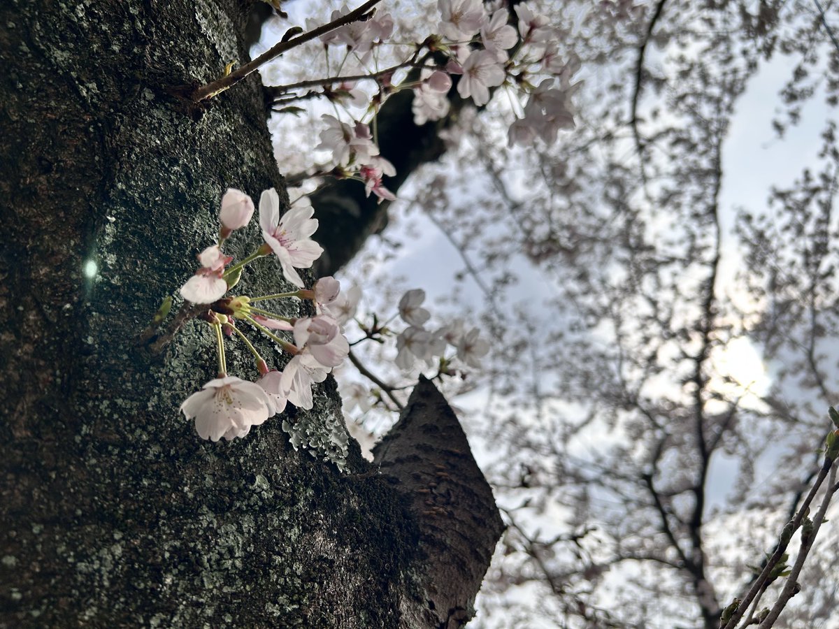 かみしたともや tweet media