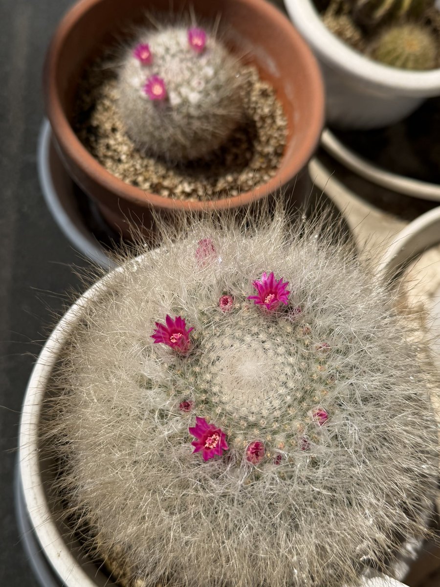 flash1007333's tweet photo. 今日のおサボ達。小さいほうのおサボが何個か咲いてきて、かわいいです。🌵 https://t.co/2IgKuDXnog