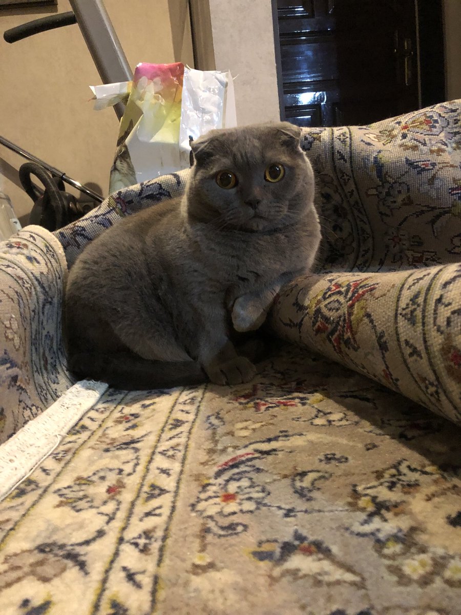 کت فادر tweet media