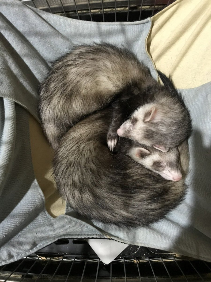 おさとうみんゆんぎ tweet media