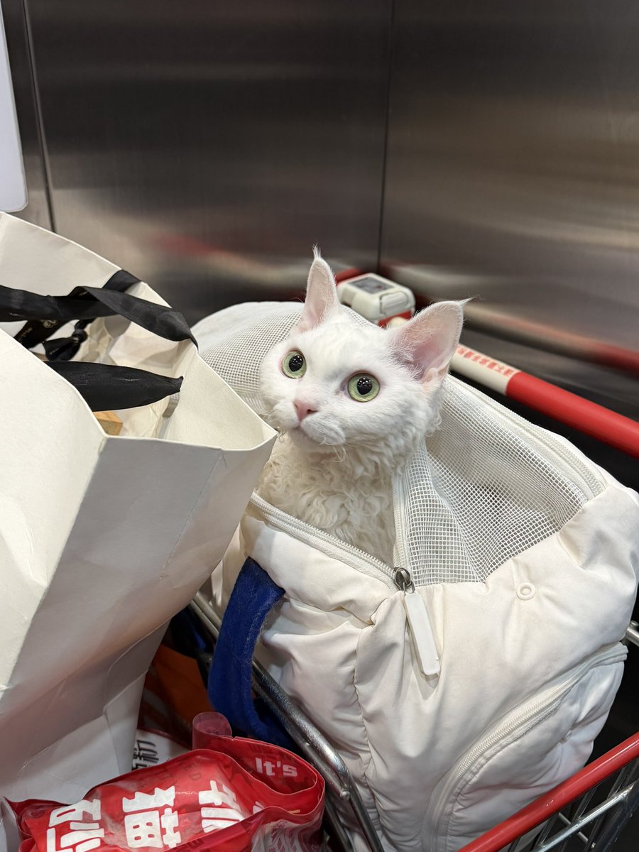 有猫饭 tweet media