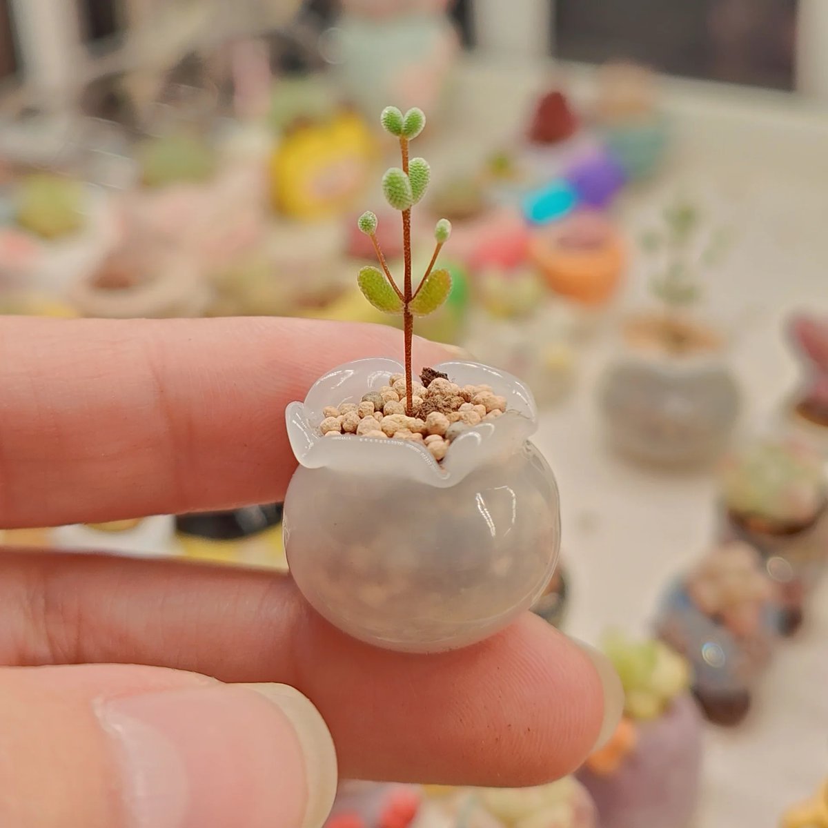 colin wilson tweet media