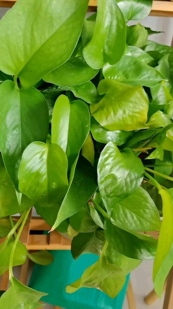 frogfuckviper's tweet photo. " Pothos care tip: Water when soil feels dry 1 inch down, keep in bright indirect light! Thrives in low-light too—perfect for new plant parents. " https://t.co/0GmruP6Tqt