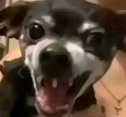 Kim_Chi 🥬🌶️ tweet media