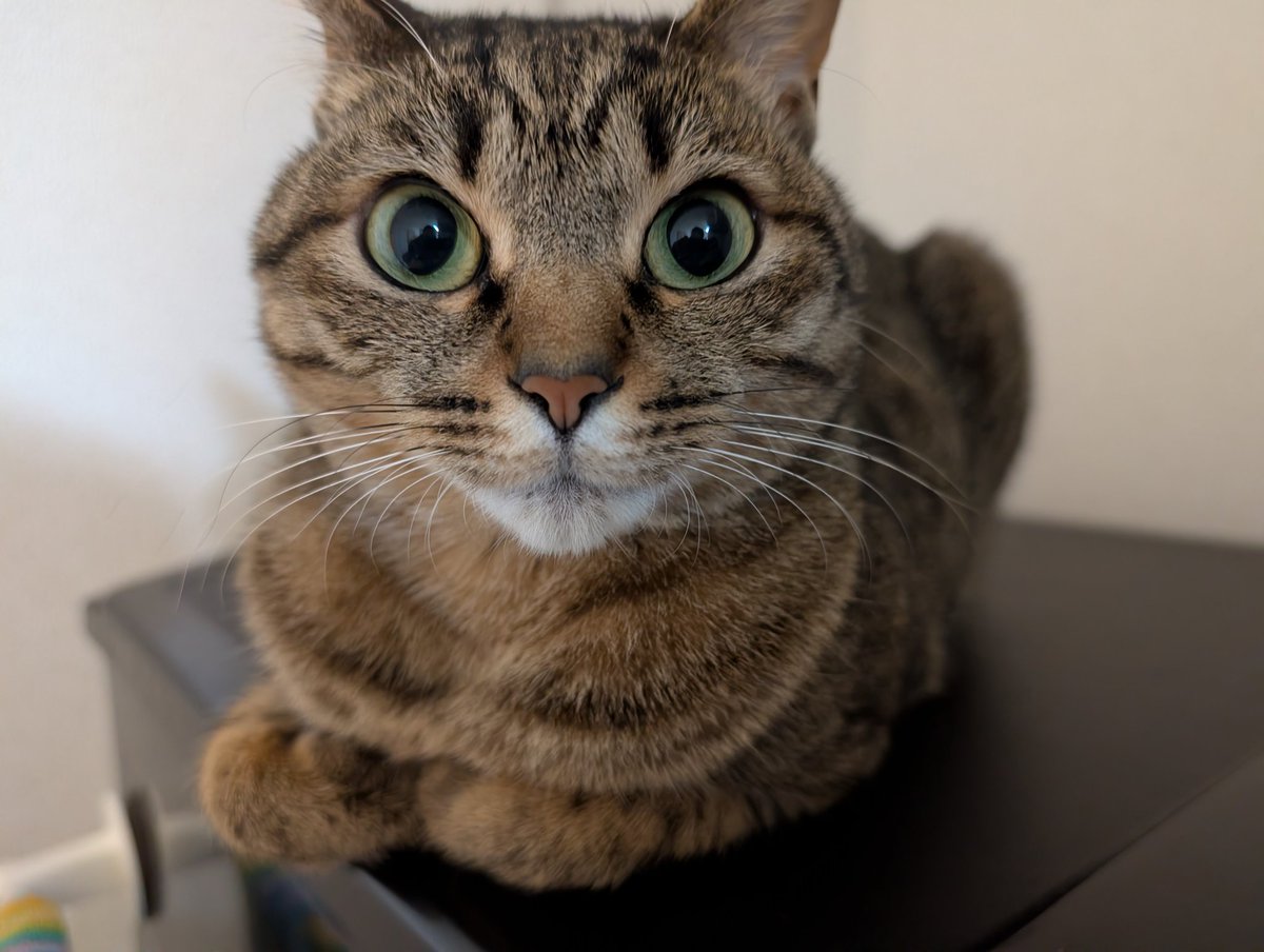 チャレンジャーアツシ店長@闘病中(潰瘍性大腸炎) tweet media