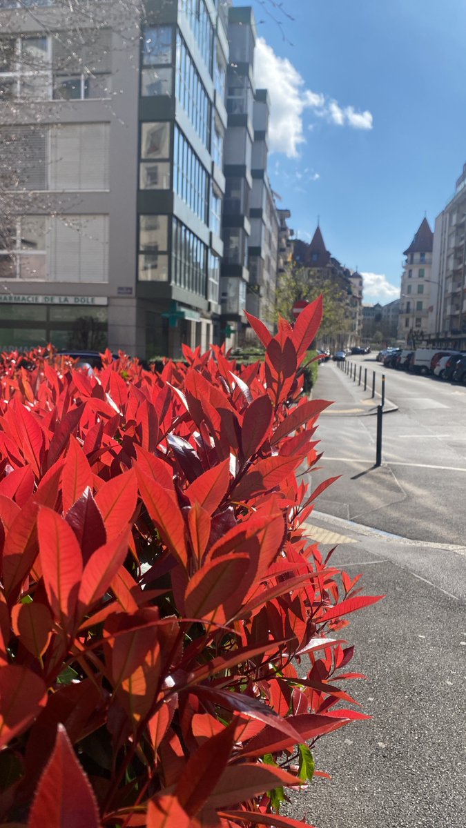 Teimur-golden tweet media