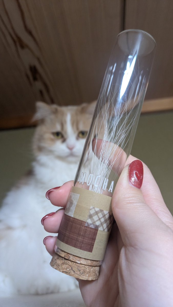 0324_mocha's tweet photo. 集めてるひげ、かわいく飾れるようにしてみましたがもかは興味ないみたいです😂笑
長いひげも、短いひげも、枝毛になってるひげも全部愛おしい😌♥️

#ねこ #ねこのいる生活 https://t.co/acTNEne0I8