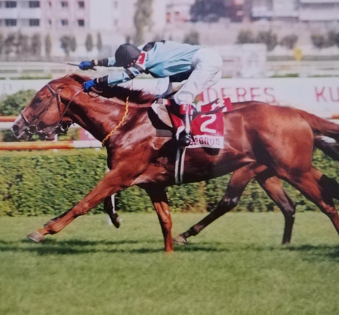 Bosporus, hem yarış hayatı, hem aygırlık hayatı olarak yeri önemli bir safkan...