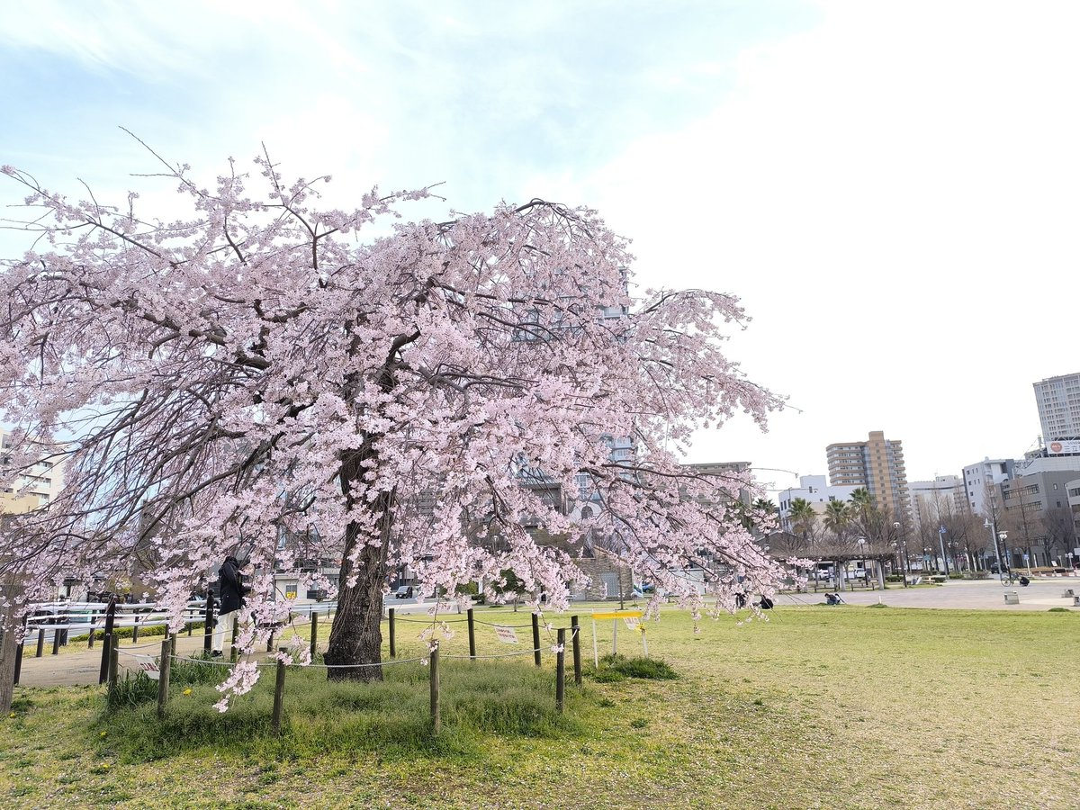 heritage_z's tweet photo. 公園の桜🌸 https://t.co/6GDY1EEXRt