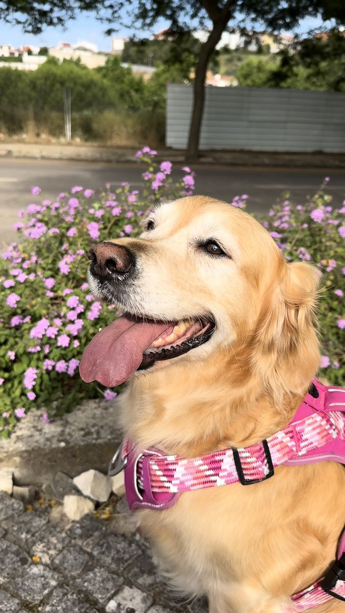 ִ ֺ✩ ̵ ﹗𝒕𝒉𝒆 𝒅𝒆𝒕𝒆𝒄𝒕𝒊𝒗𝒆.⭒ tweet media