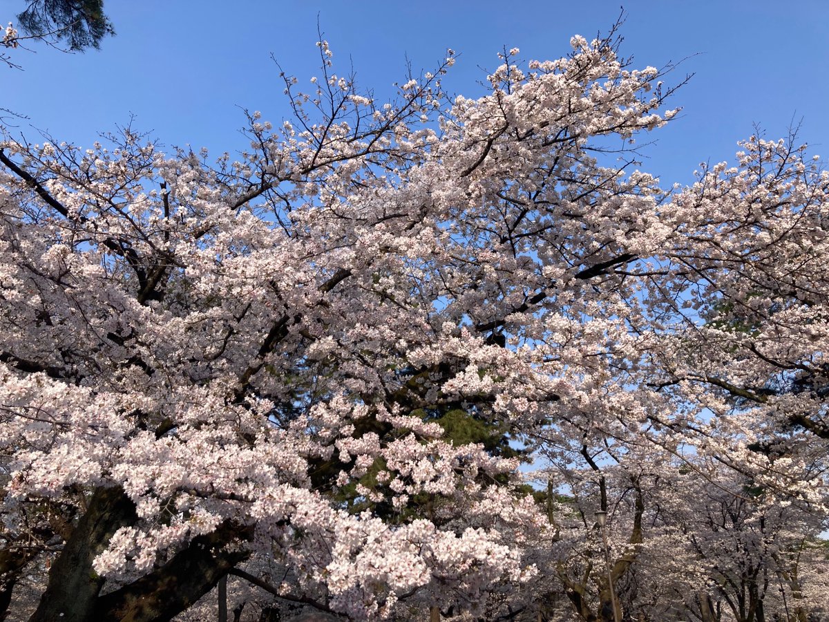 nyc_330's tweet photo. いやぁ花見が出来て良かった良かった🌸帰りに食べた油そばも美味しくて良かった良かった🌸花粉吸って、小麦食べて、今、鼻水ずびずば🌸ぶっちゃけ辛いけど、一片の悔いなしっ🌸 https://t.co/6kYnMKTNcY