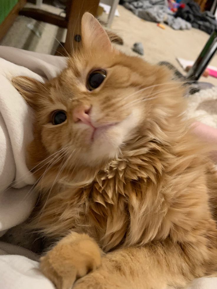 𝓔lisα. tweet media