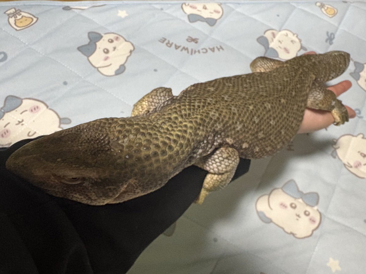 ゆ@レオパ垢 tweet media