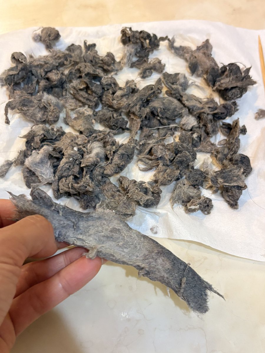 かぶと☺︎ 2y🦖&12y🦖 tweet media