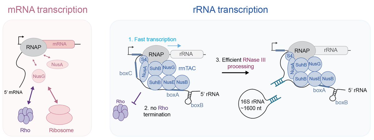 Olivier Duss tweet media