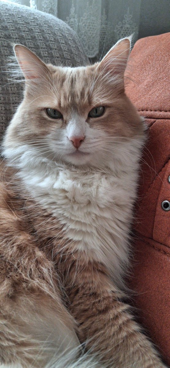 luna🍒 #boykot tweet media