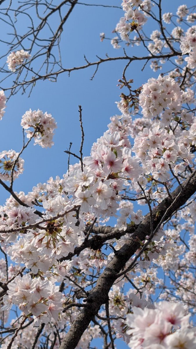 花見行ってきた🌸
#花見 #代々木公園 #桜