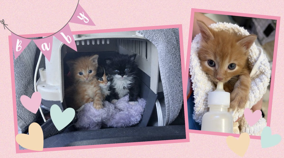 WhiskerRescueAB's tweet photo. Our little bottle babies are growing big & strong THANKS to foster mom Jen B.! She puts her whole heart into every kitten we give her & we feel so lucky to have her as part of our Dream Team! These little ones will be up for adoption soon!🍼💕♥️ #fosteringsaveslives #tinykittens https://t.co/tV0W7JMbhV