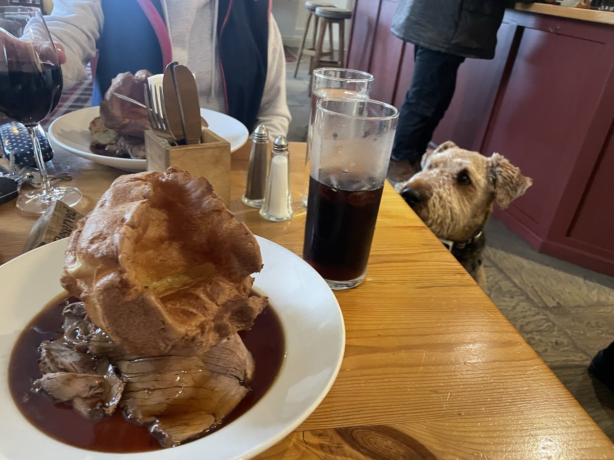 Reggie and Fred (OTRB)🌈The Airedales tweet media