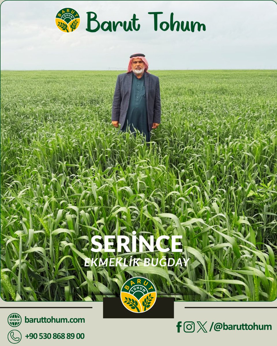 baruttohum's tweet photo. 🌾 Musul tarlalarında SERİNCE şimdiden başakta!

Erkenciliğiyle sezona damga vuruyor, yüksek verimin sinyalini veriyor.

#serince #buğday #wheat #agriculture #tarım https://t.co/c3rGq0mdr3