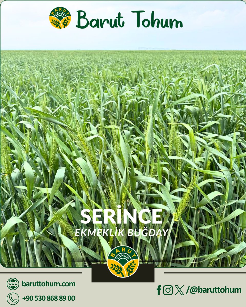 baruttohum's tweet photo. 🌾 Musul tarlalarında SERİNCE şimdiden başakta!

Erkenciliğiyle sezona damga vuruyor, yüksek verimin sinyalini veriyor.

#serince #buğday #wheat #agriculture #tarım https://t.co/c3rGq0mdr3