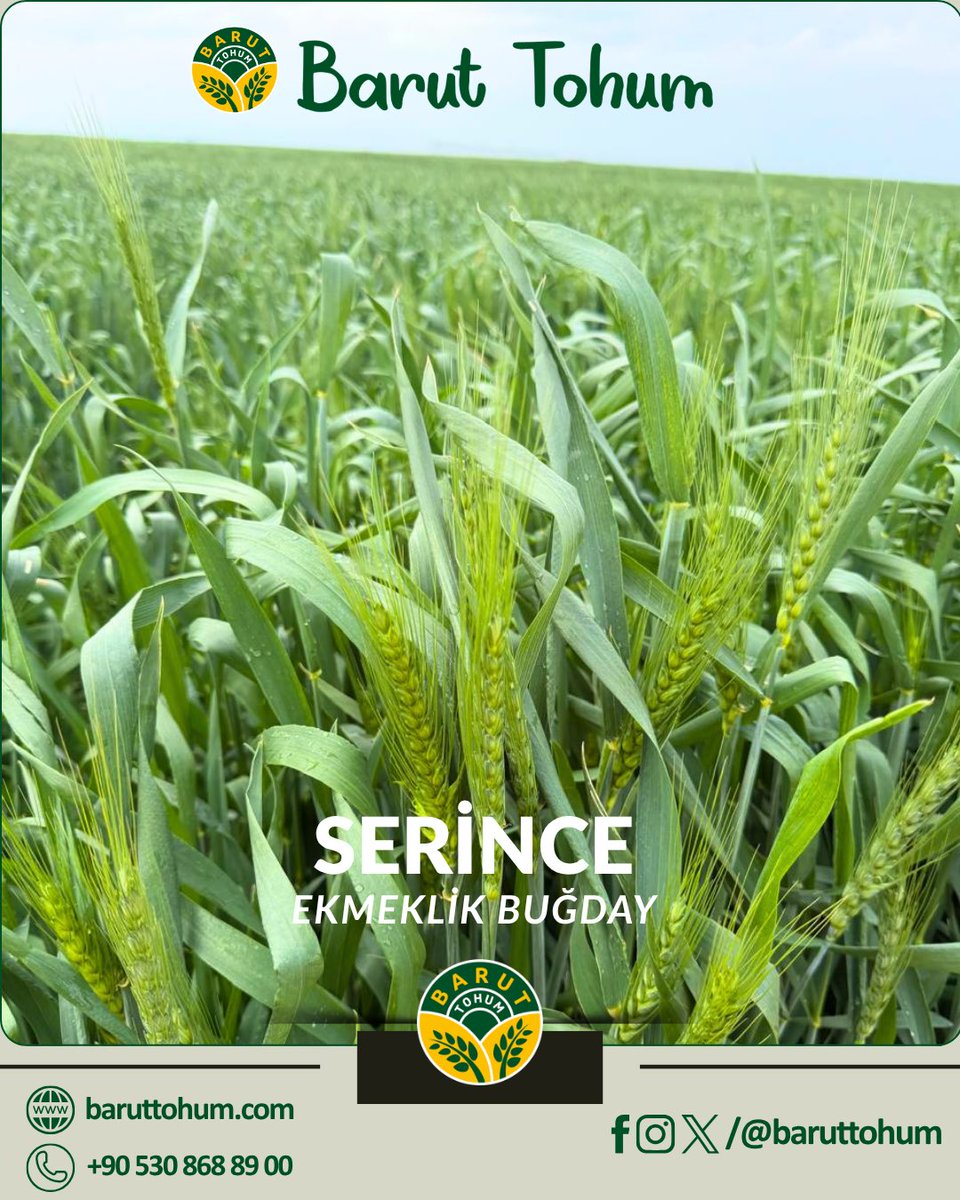 baruttohum's tweet photo. 🌾 Musul tarlalarında SERİNCE şimdiden başakta!

Erkenciliğiyle sezona damga vuruyor, yüksek verimin sinyalini veriyor.

#serince #buğday #wheat #agriculture #tarım https://t.co/c3rGq0mdr3