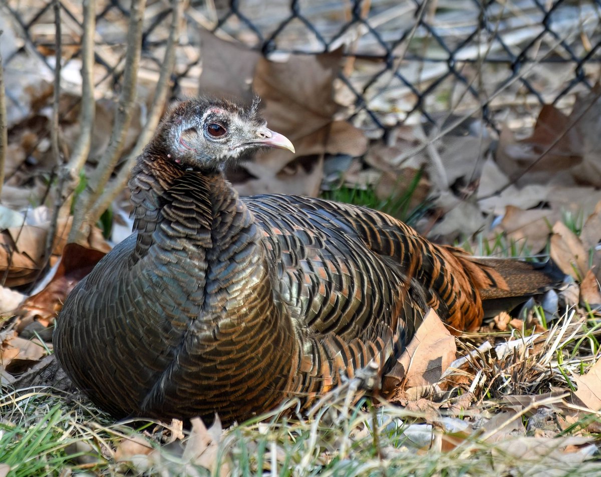 Manhattan Bird Alert tweet media