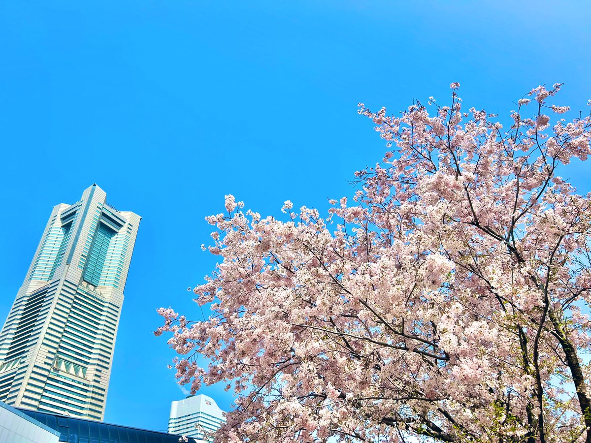 イチゴ tweet media