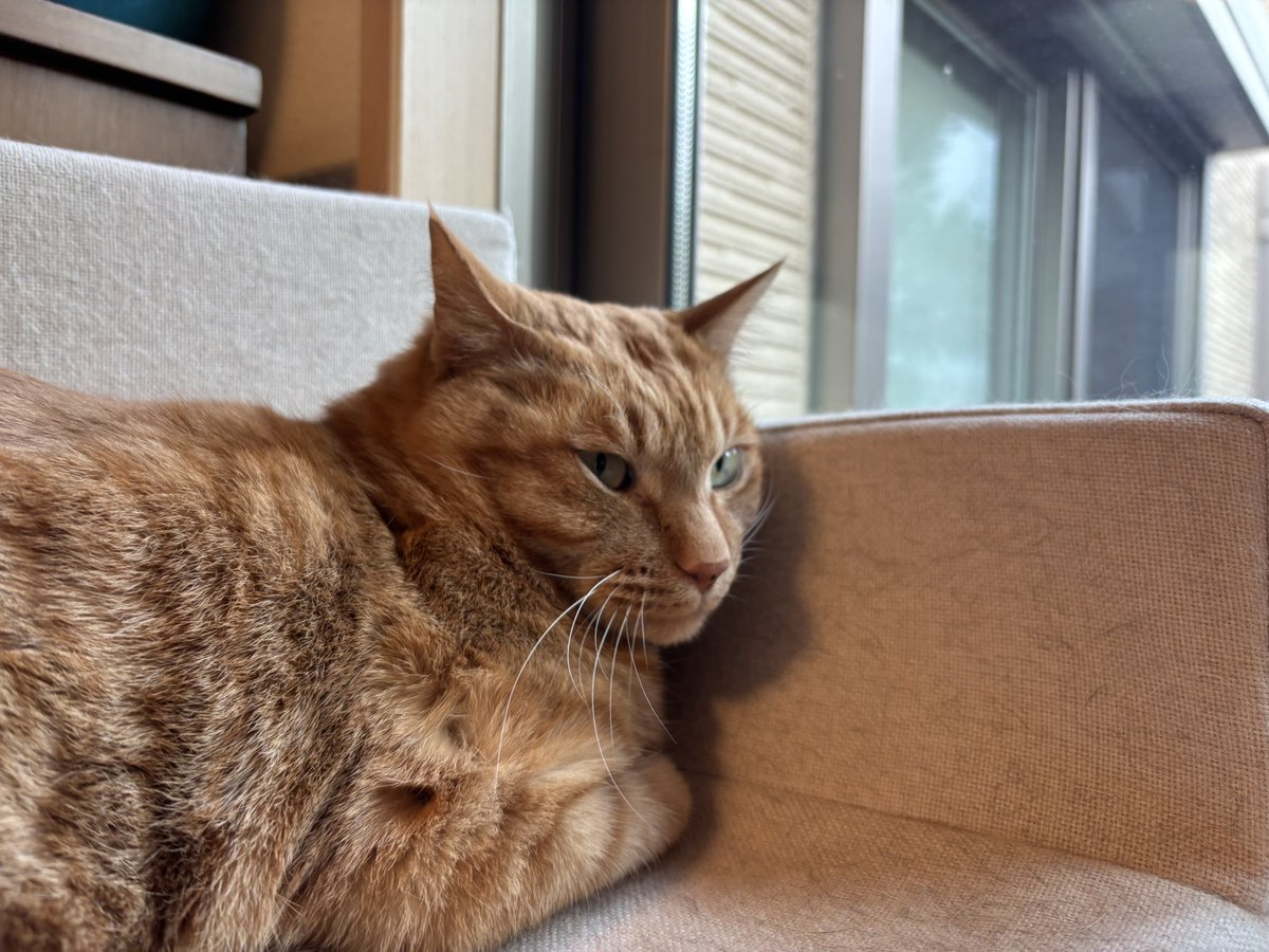 68kyo115's tweet photo. かあいい😾 https://t.co/HhbTwv4VcU