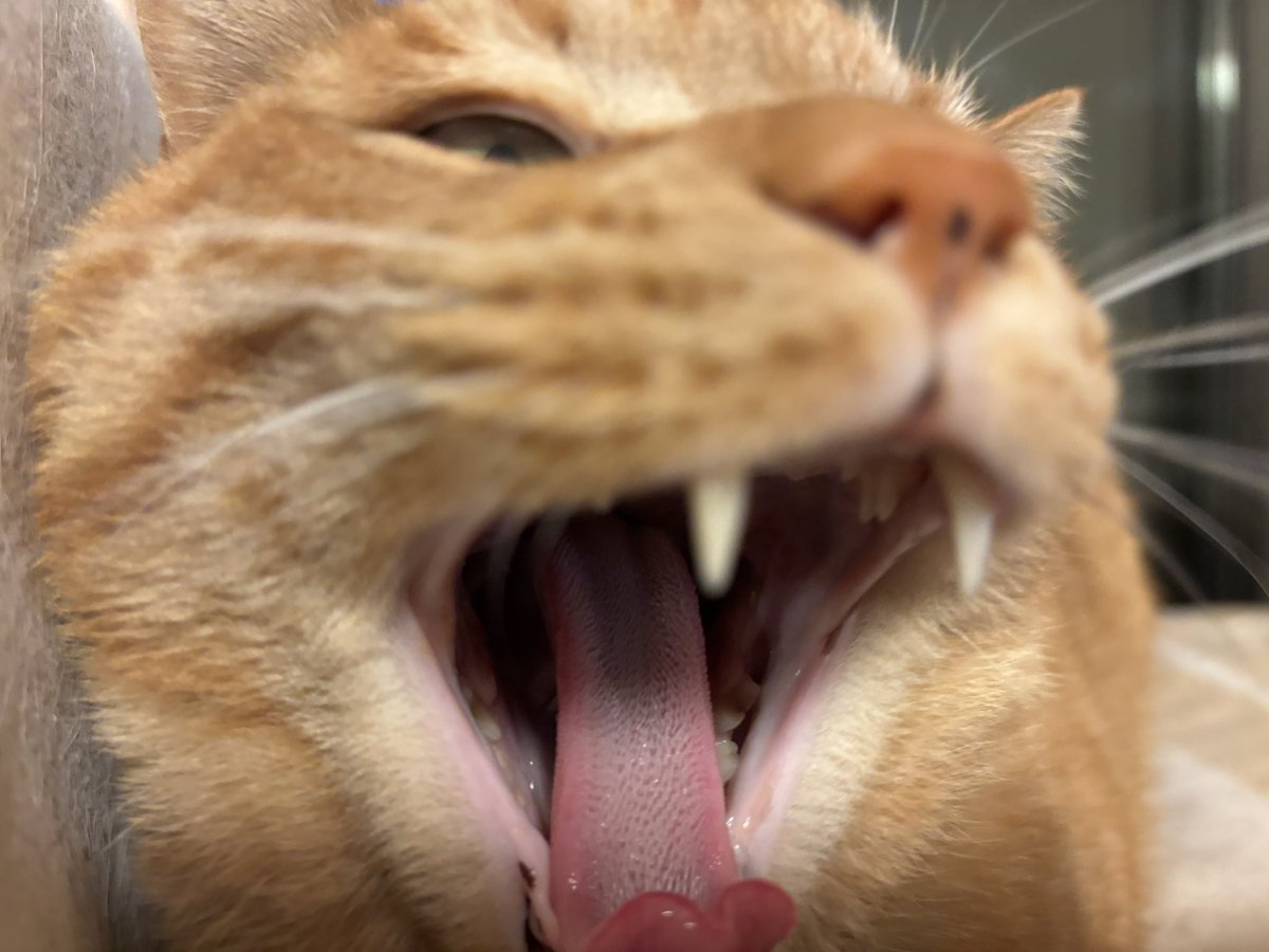 68kyo115's tweet photo. かあいい😾 https://t.co/HhbTwv4VcU
