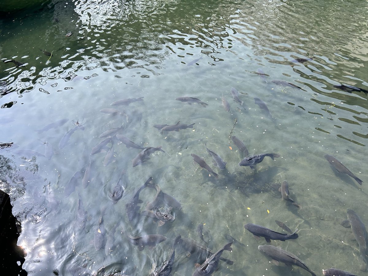 かみしたともや tweet media