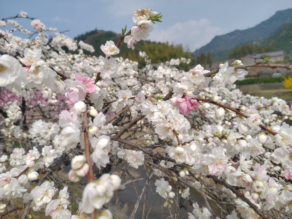 officesato4's tweet photo. 新城市　玖老勢
しだれ花桃の里
ちょうど見頃です。
#新城
#鳳来
#奥三河
#しんしろよいとこ https://t.co/mZVeyOpGJi