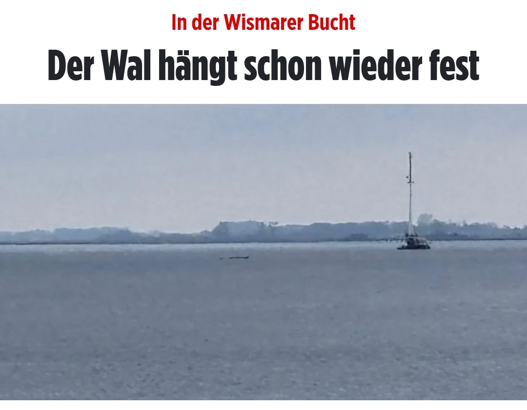 Freiheit und Identität tweet media