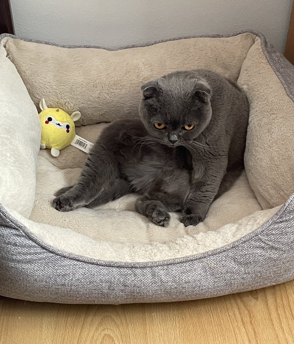 Pearl Grey 🩶 tweet media