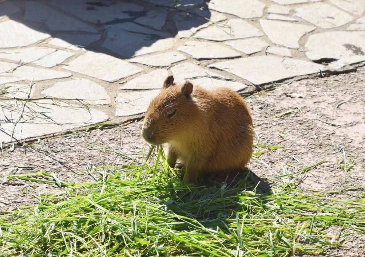 もぐもぐカピバラさん。今日も一日がんばろー