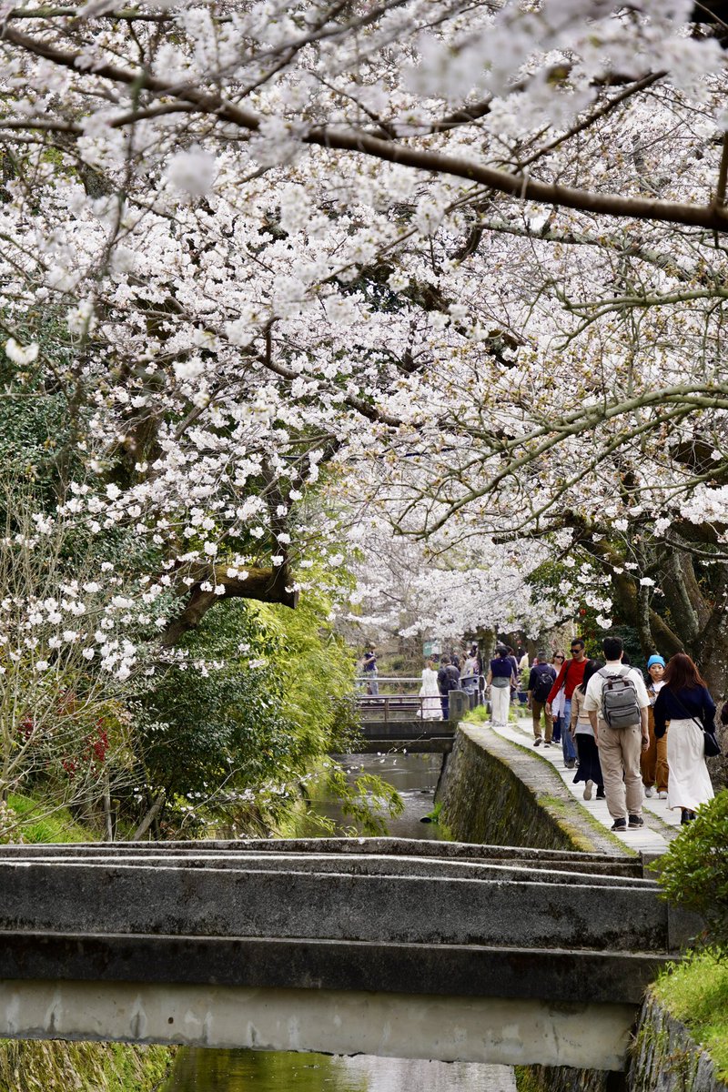 space_k302's tweet photo. #京都
#桜 https://t.co/UJiqAT7YUr