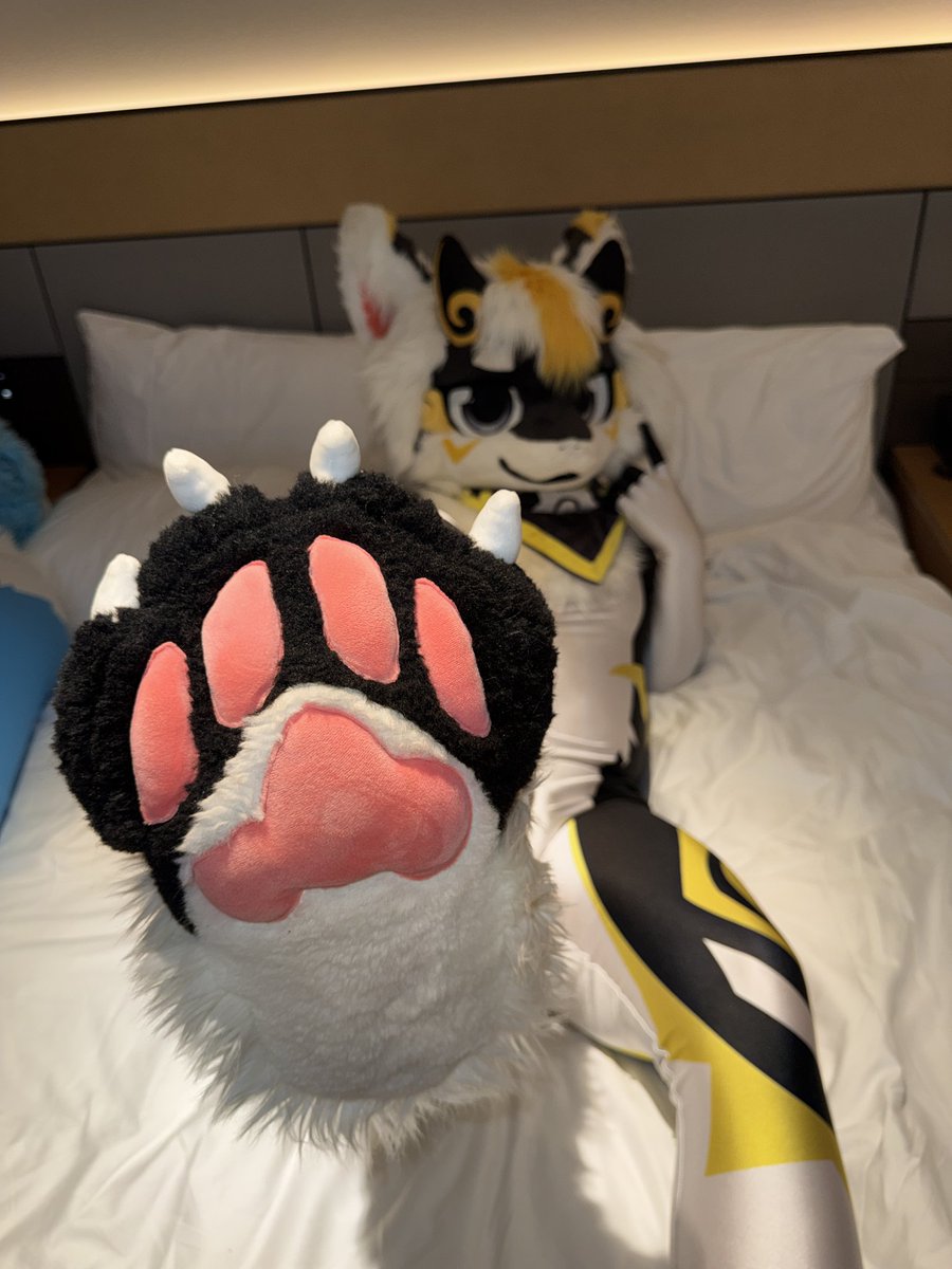 飞鸢Kite tweet media