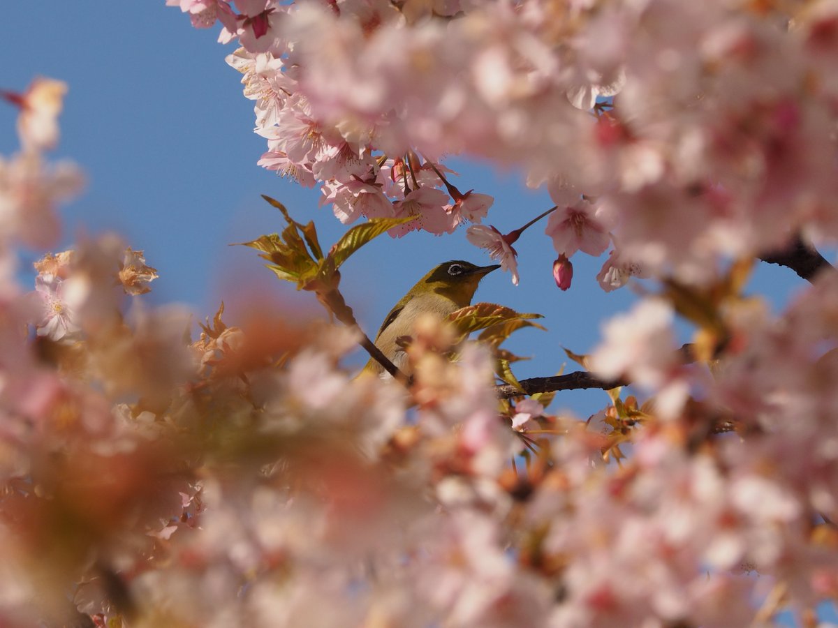 𝗌𝖺𝗄𝗎 tweet media