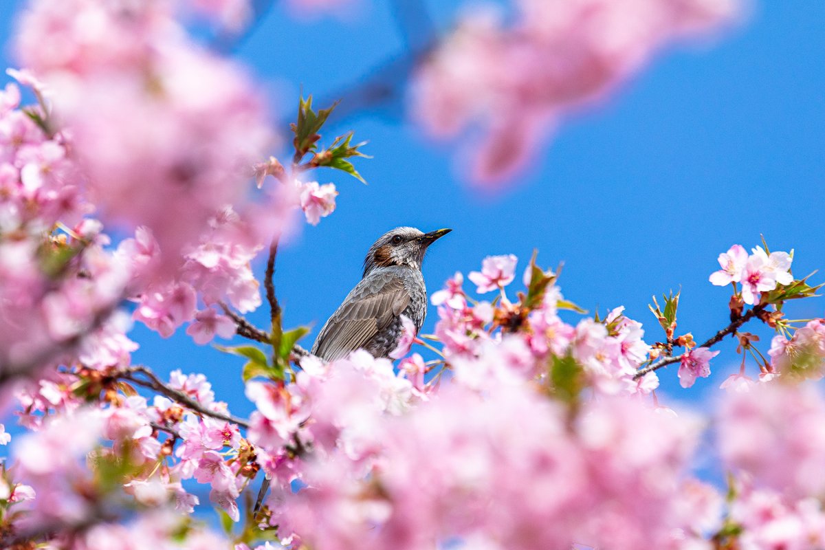 ヒヨドリも桜の開花を楽しみにしていたようで。
嘴の先には、桜の花粉。

2026/03/29 福島市にて