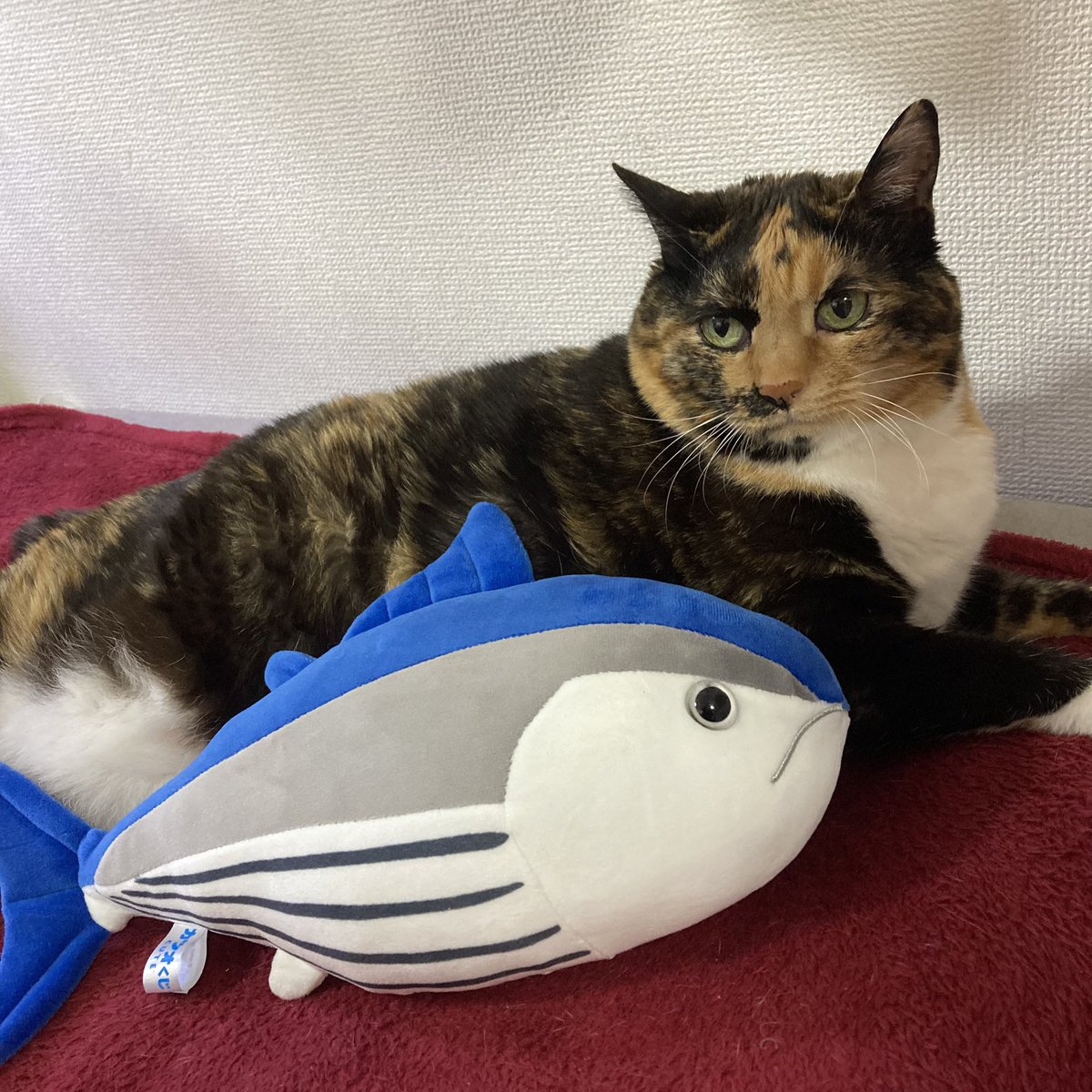 【Fango Silver】 tweet media