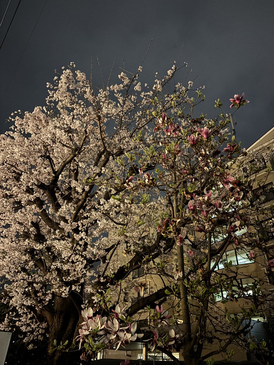 Mitsudahiro's tweet photo. 妻が足を負傷し花見に出かけられませんが自宅近くの桜で昼夜十分楽しんでます🌸 https://t.co/fGfzx4Nzrf