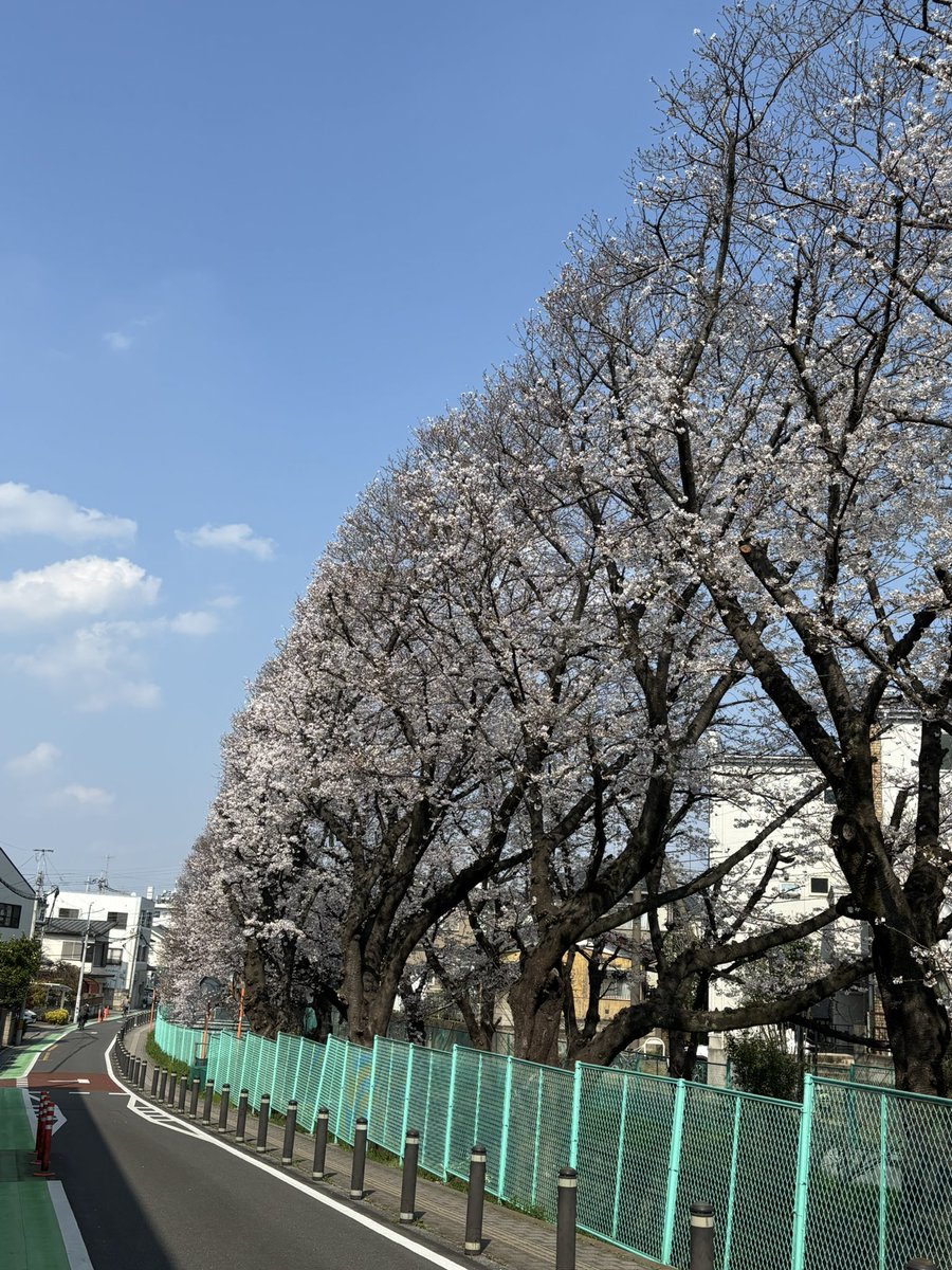 Mitsudahiro's tweet photo. 妻が足を負傷し花見に出かけられませんが自宅近くの桜で昼夜十分楽しんでます🌸 https://t.co/fGfzx4Nzrf