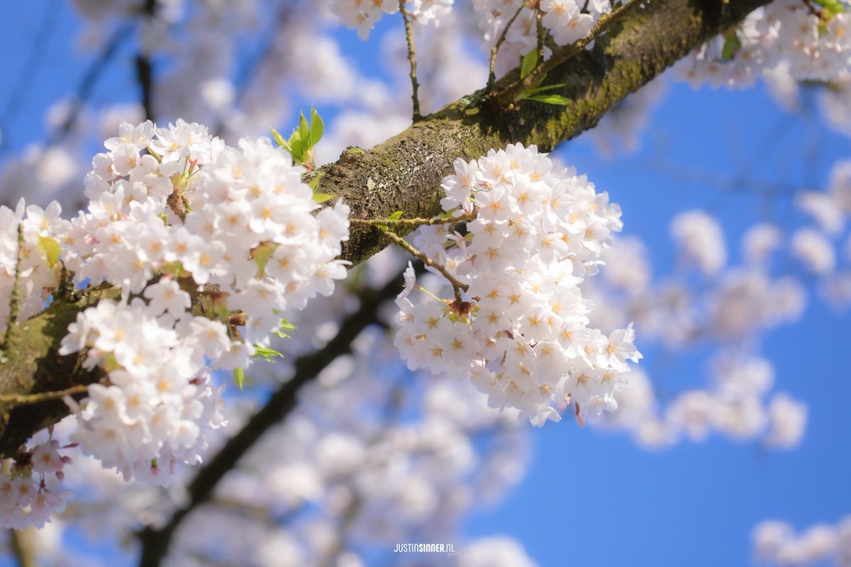 Justin Sinner Photography tweet media